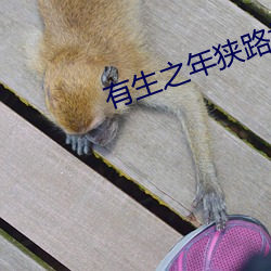 有(有)生(生)之年狭路(路)相逢(逢)