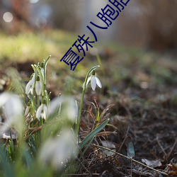 夏殊八胞(bāo)胎全文(wén)免费(fèi)阅读(dú)