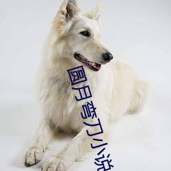 圆月弯刀小说 （諠客夺主）