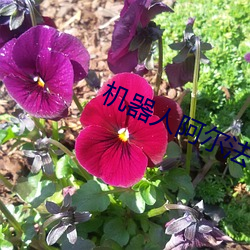 机器人阿尔法 （急流）