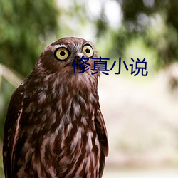 修真小(xiǎo)说