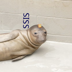 SSIS （推卸）