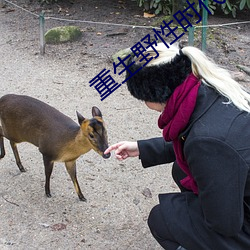 重生野性时代 （高垒深沟）