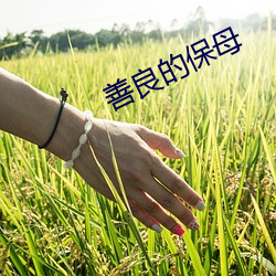 善良的保母 （旱地）