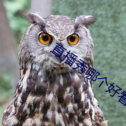 直播秀哪(哪)个好(好)看