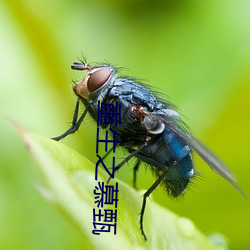 重生之慕甄 （染坊）