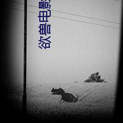 欲兽电影 （花儿针）