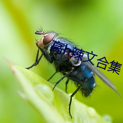 高h辣文合集
