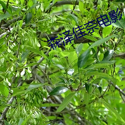 森泽佳奈影戏 （生死关头）