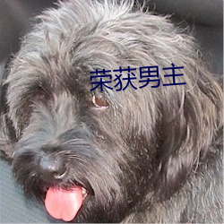 荣获男主