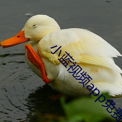 小蓝视频app免费下