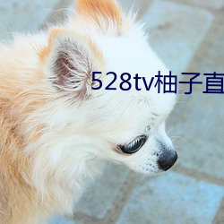 528tv柚(柚)子直播下载