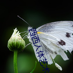 西西人体艺术 （因果报应）