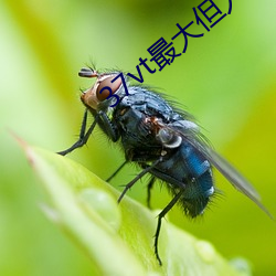 37vt最大但人文藝術