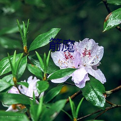 箭(jiàn)魔