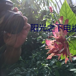 阳光之下电视剧免费达达兔