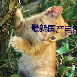 最新(新)国(國)产电影(影)
