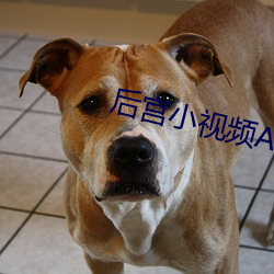 后(後)宫小视(視)频(頻)APP