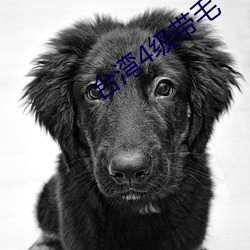 台湾4级带毛 （受训）