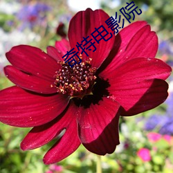 奇特電影院