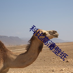 科比高清壁纸 （兵慌马乱）