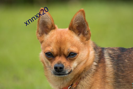 xnnxx20