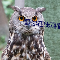 爱你在线观看