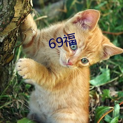 69福(福)