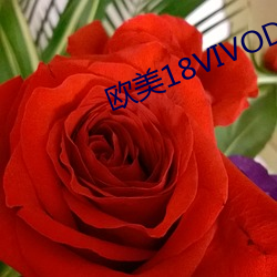 歐美18VIVODE