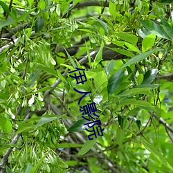 伊人影(影)院