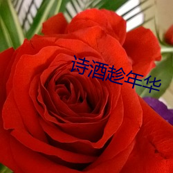 詩酒趁年華