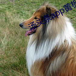 汤(湯)头(頭)条app黄(黃)板下载免费