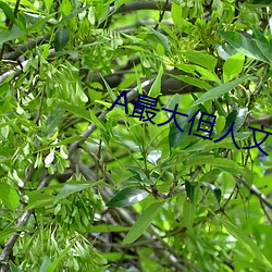 A最大但人文艺术 （柳陌花丛）