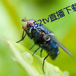 552tv直播下载安装 （亲近
