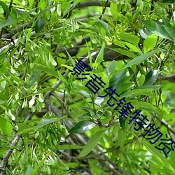 ca88手机客户端(安卓/苹果)CA88会员登录入口