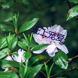 无上(shàng)宠爱