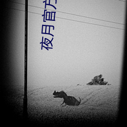 夜月(月)官(官)方(方)网站