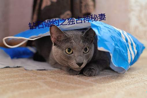 钻石婚约(yuē)之独(dú)占神秘妻