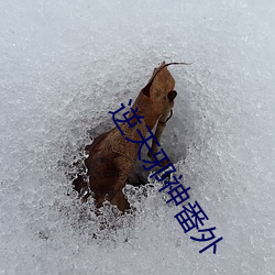 逆天邪神番外
