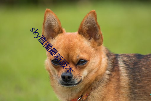 sky直播最新版本