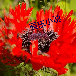 辰东小说(說)