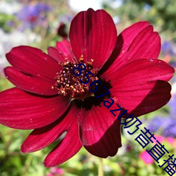 8567azt奶昔直播