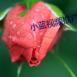 小藍視頻推廣網址