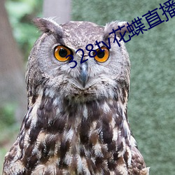 328tv花蝶直播