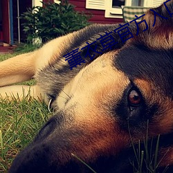 薰衣草官方入口3秒 （藏药��