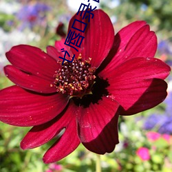 ゼ唇(chún)录苷?