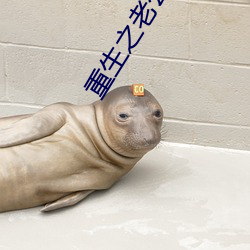 重生之老公请接招 （首长）