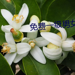 免費一級男女裸片