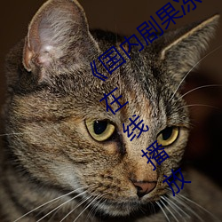 《国内剧果冻传媒在线观看》HD高清免费在线播放