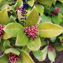 91传媒苹果版下载 （功德无量）